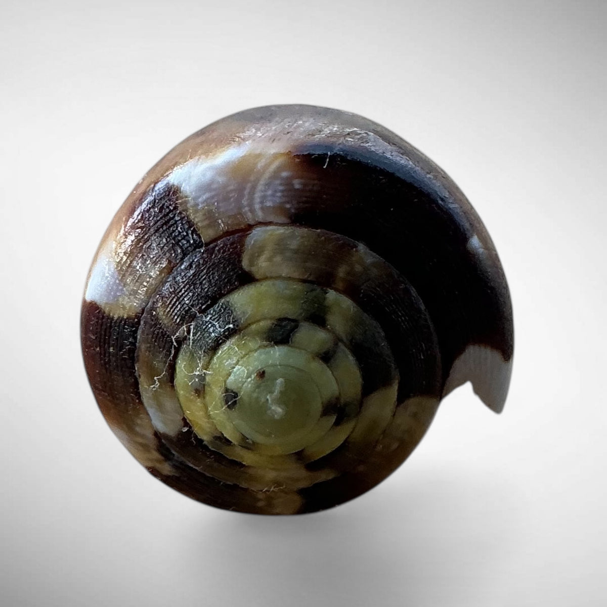 Imperial Cone Shell (Conus imperialis)