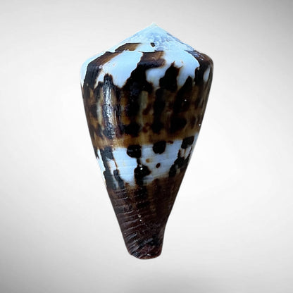 Imperial Cone Shell (Conus imperialis)
