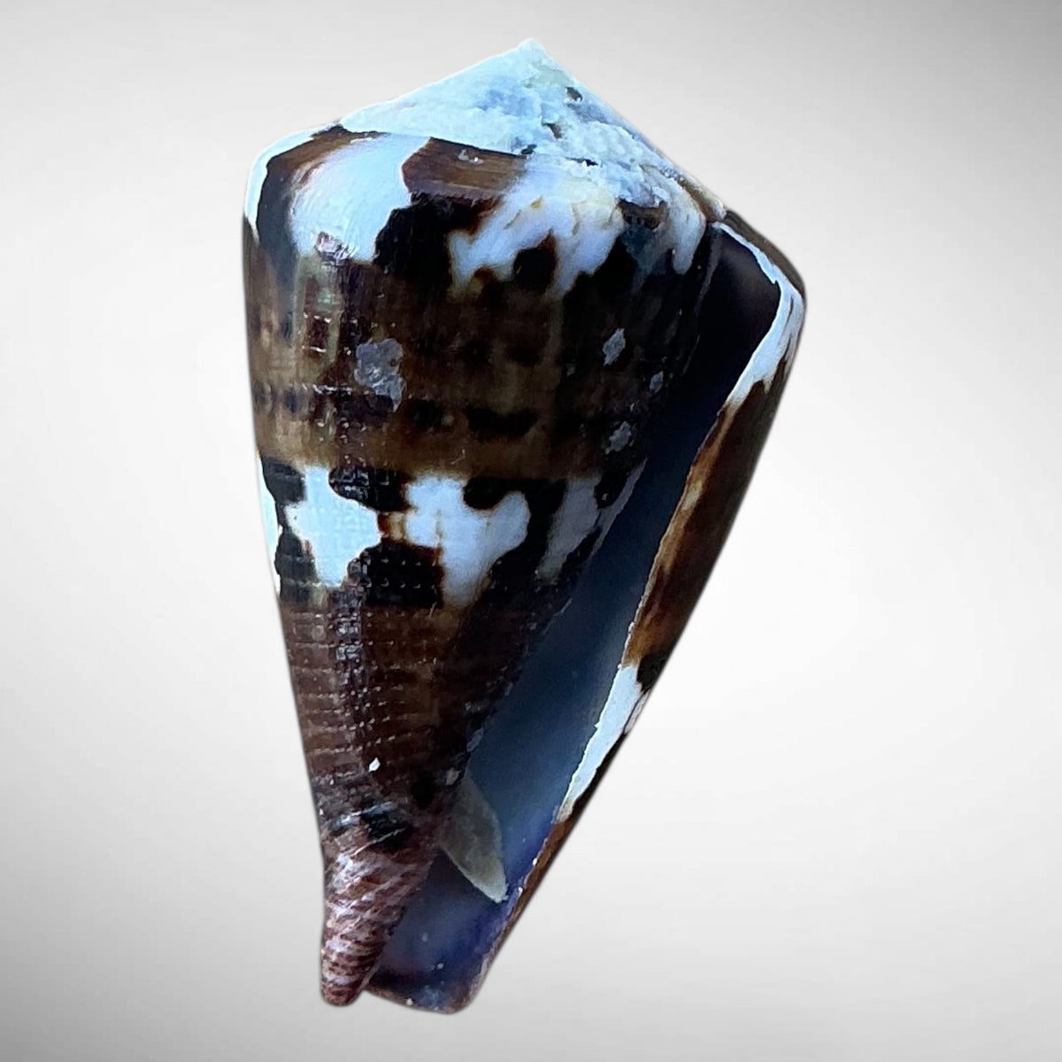 Imperial Cone Shell (Conus imperialis)