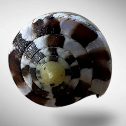 Imperial Cone Shell (Conus imperialis)