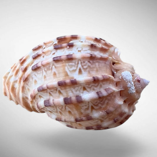 Harp Shell (Genus Harpa)