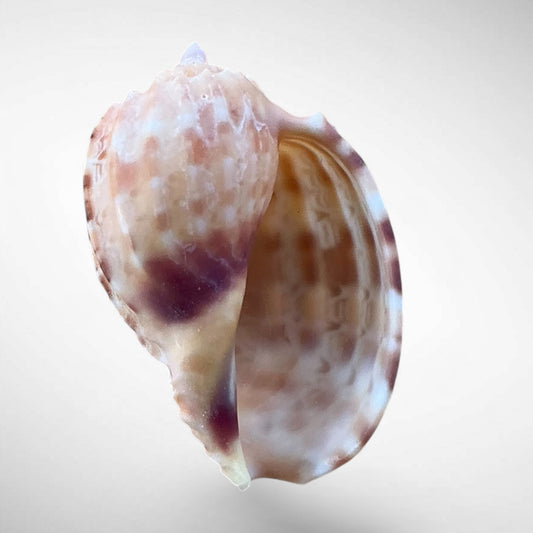 Harp Shell (Genus Harpa)