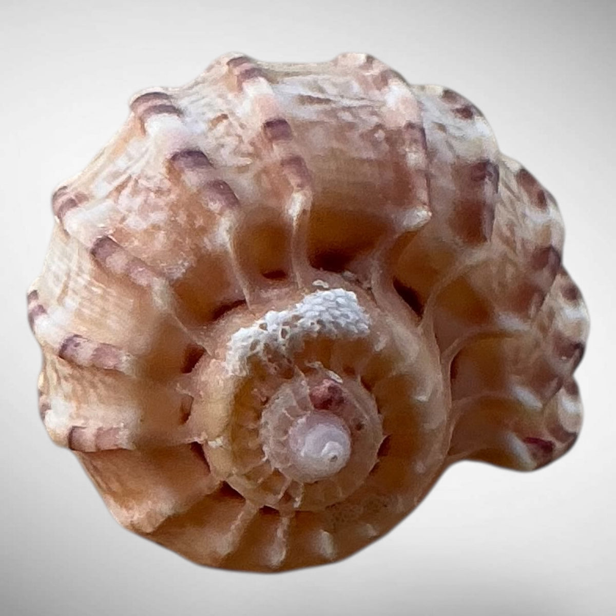 Harp Shell (Genus Harpa)