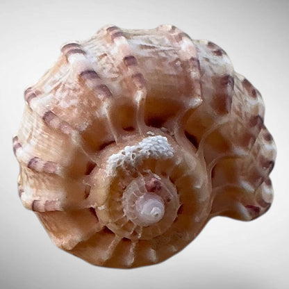 Harp Shell (Genus Harpa)
