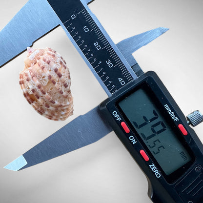 Harp Shell (Genus Harpa)