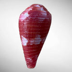 Pertusus Cone Shell (Conus pertusus)