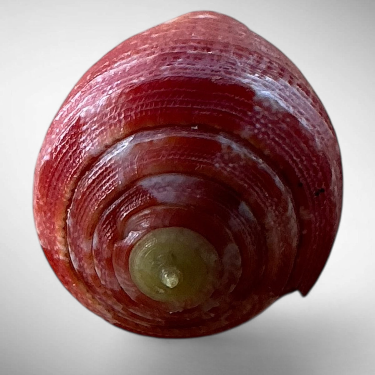 Pertusus Cone Shell (Conus pertusus)