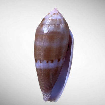 Grain Cone Shell (Conus granum)
