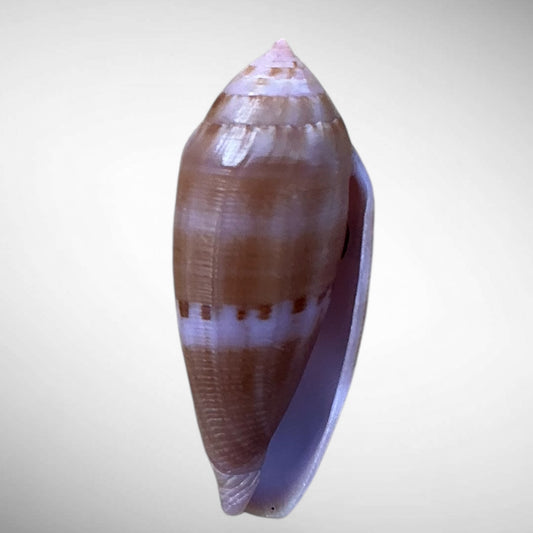 Grain Cone Shell (Conus granum)