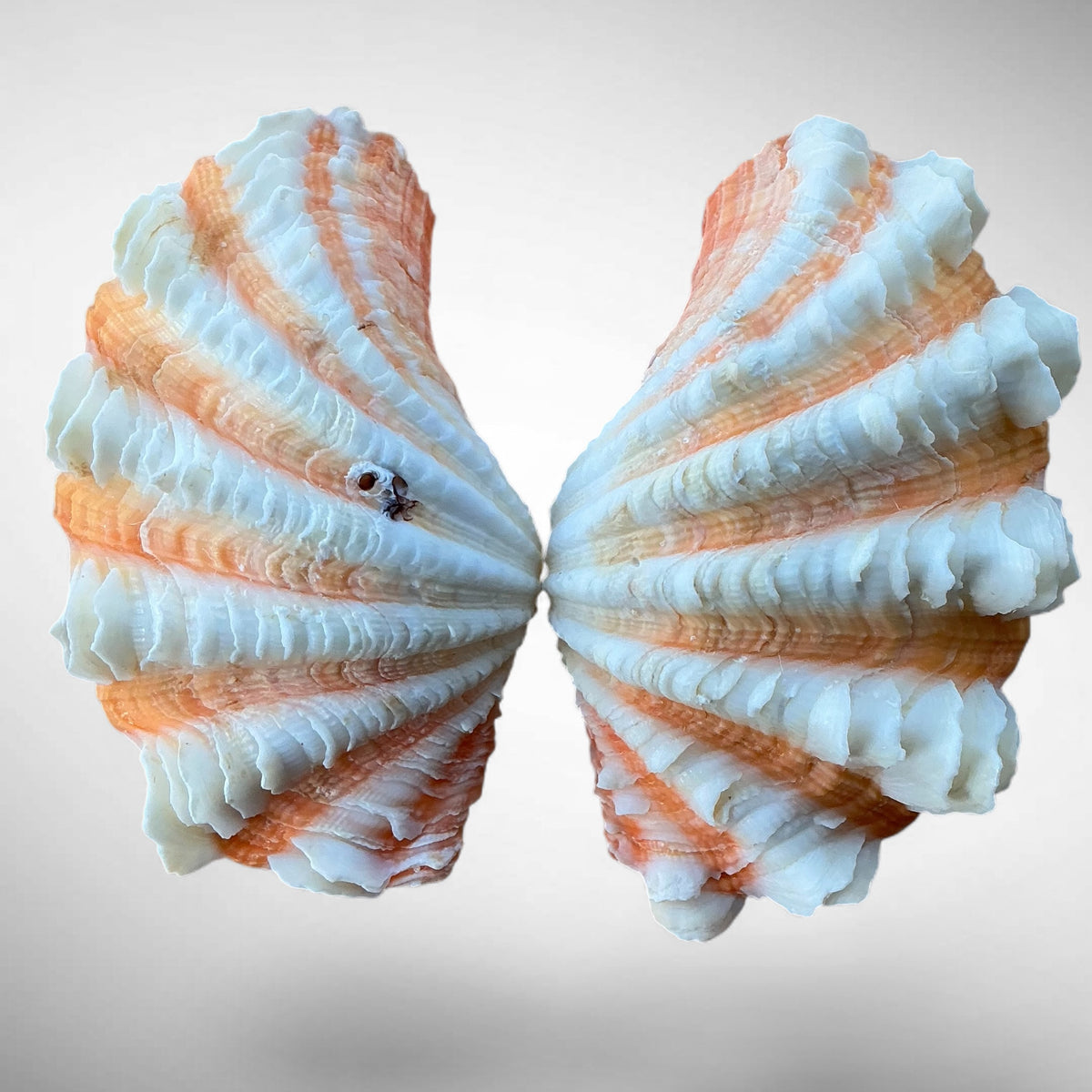 Ruffled Clam Shell Pair (Tridacna squamosa)