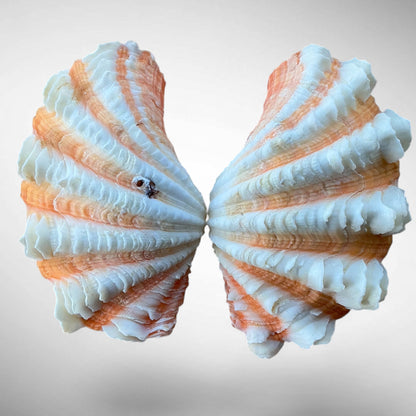 Ruffled Clam Shell Pair (Tridacna squamosa)