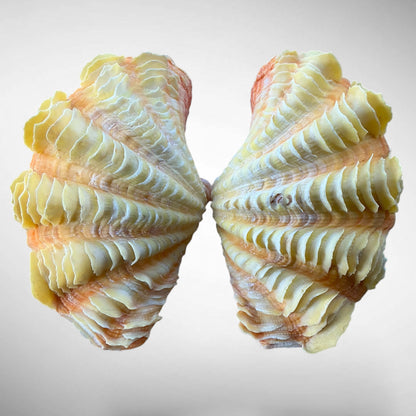 Ruffled Clam Shell Pair (Tridacna squamosa)