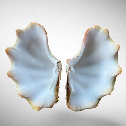 Ruffled Clam Shell Pair (Tridacna squamosa)