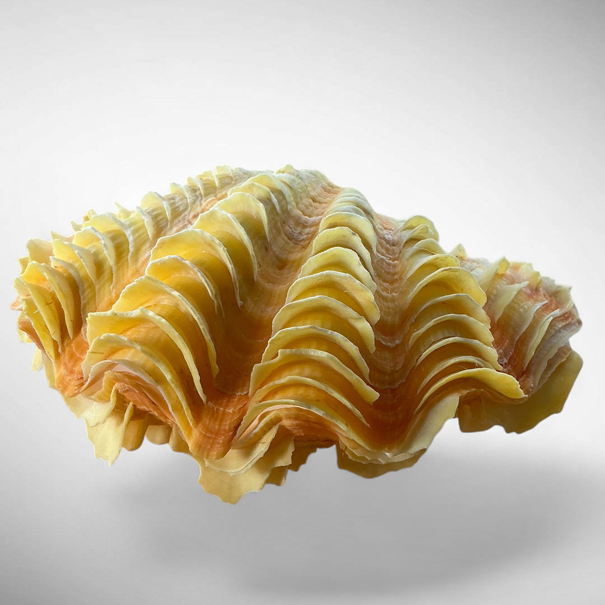 Ruffled Clam Shell Pair (Tridacna squamosa)