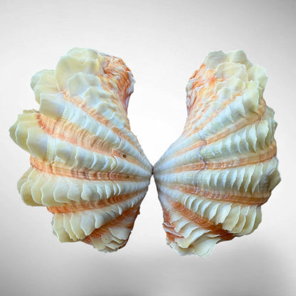 Ruffled Clam Shell Pair (Tridacna squamosa)