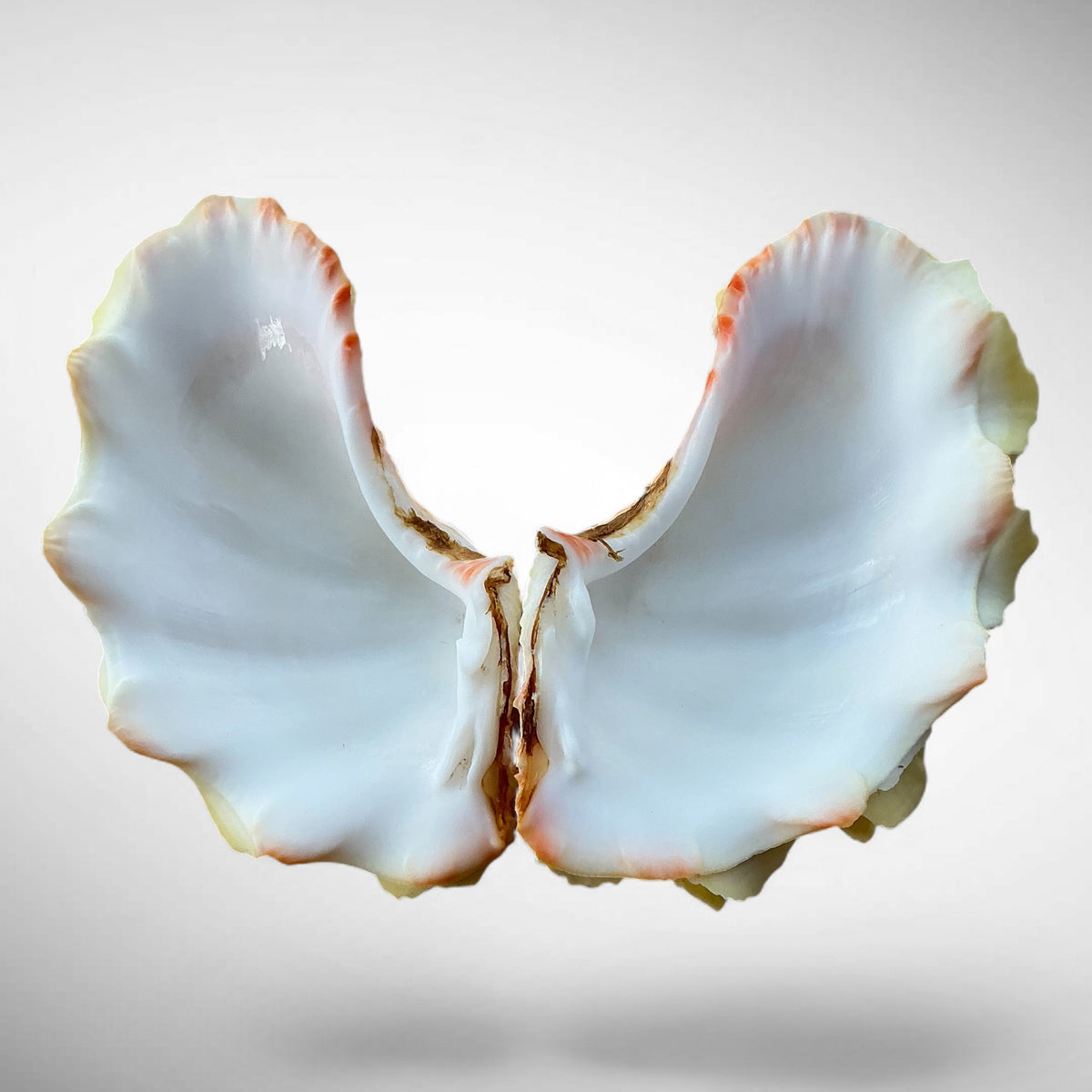 Ruffled Clam Shell Pair (Tridacna squamosa)
