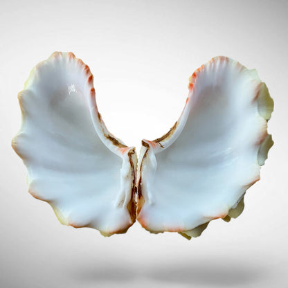Ruffled Clam Shell Pair (Tridacna squamosa)