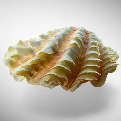 Ruffled Clam Shell Pair (Tridacna squamosa)