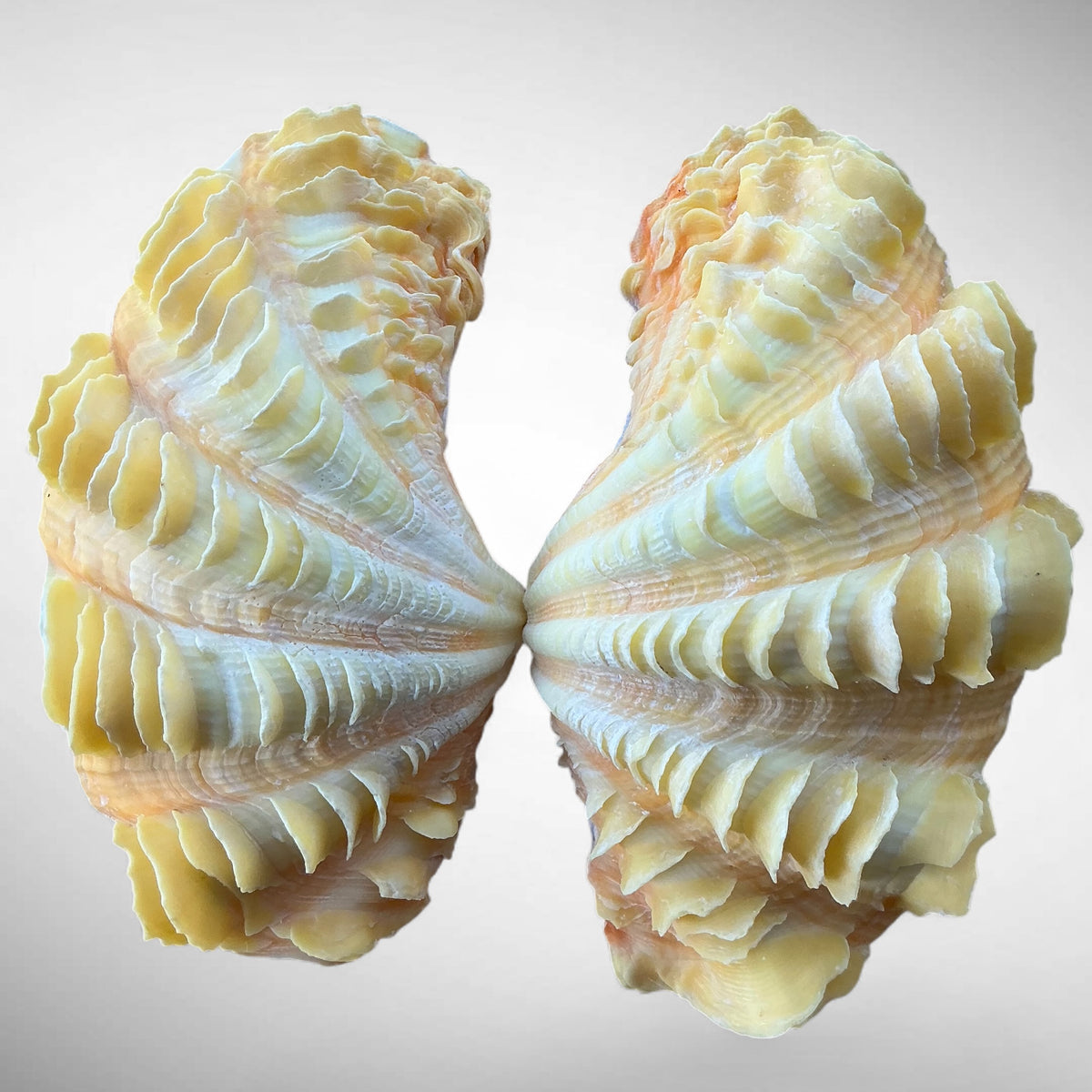 Ruffled Clam Shell Pair (Tridacna squamosa)