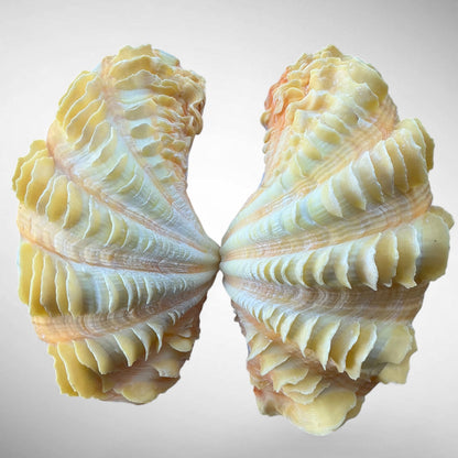Ruffled Clam Shell Pair (Tridacna squamosa)