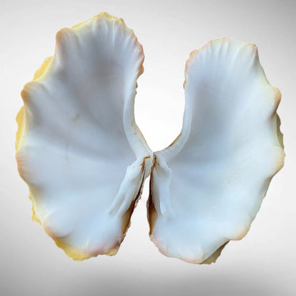 Ruffled Clam Shell Pair (Tridacna squamosa)