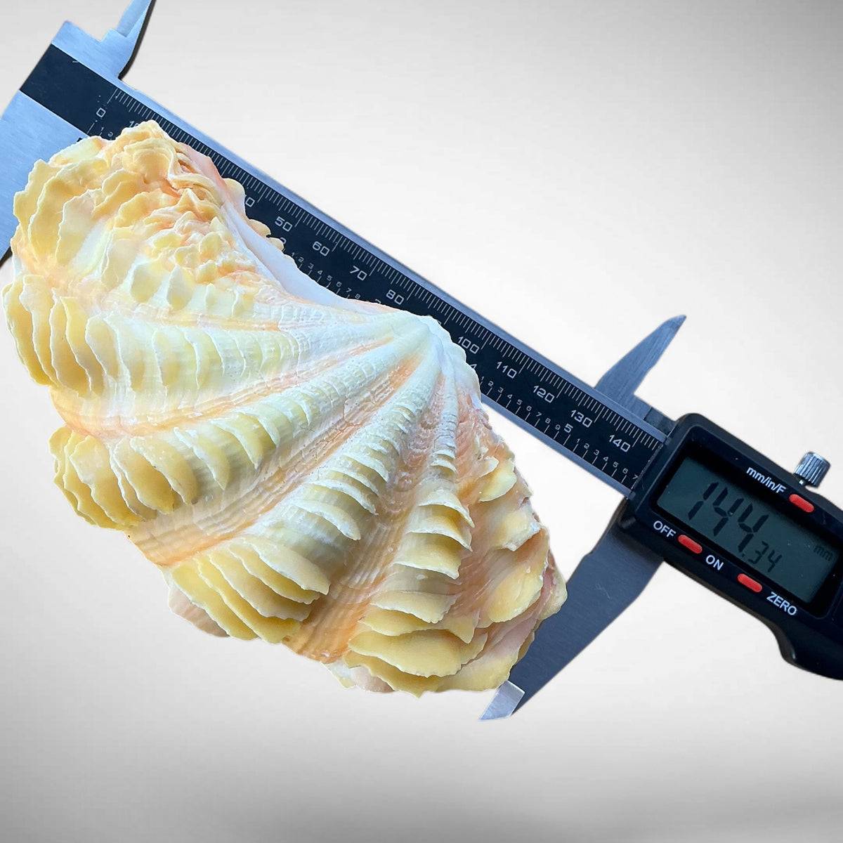 Ruffled Clam Shell Pair (Tridacna squamosa)