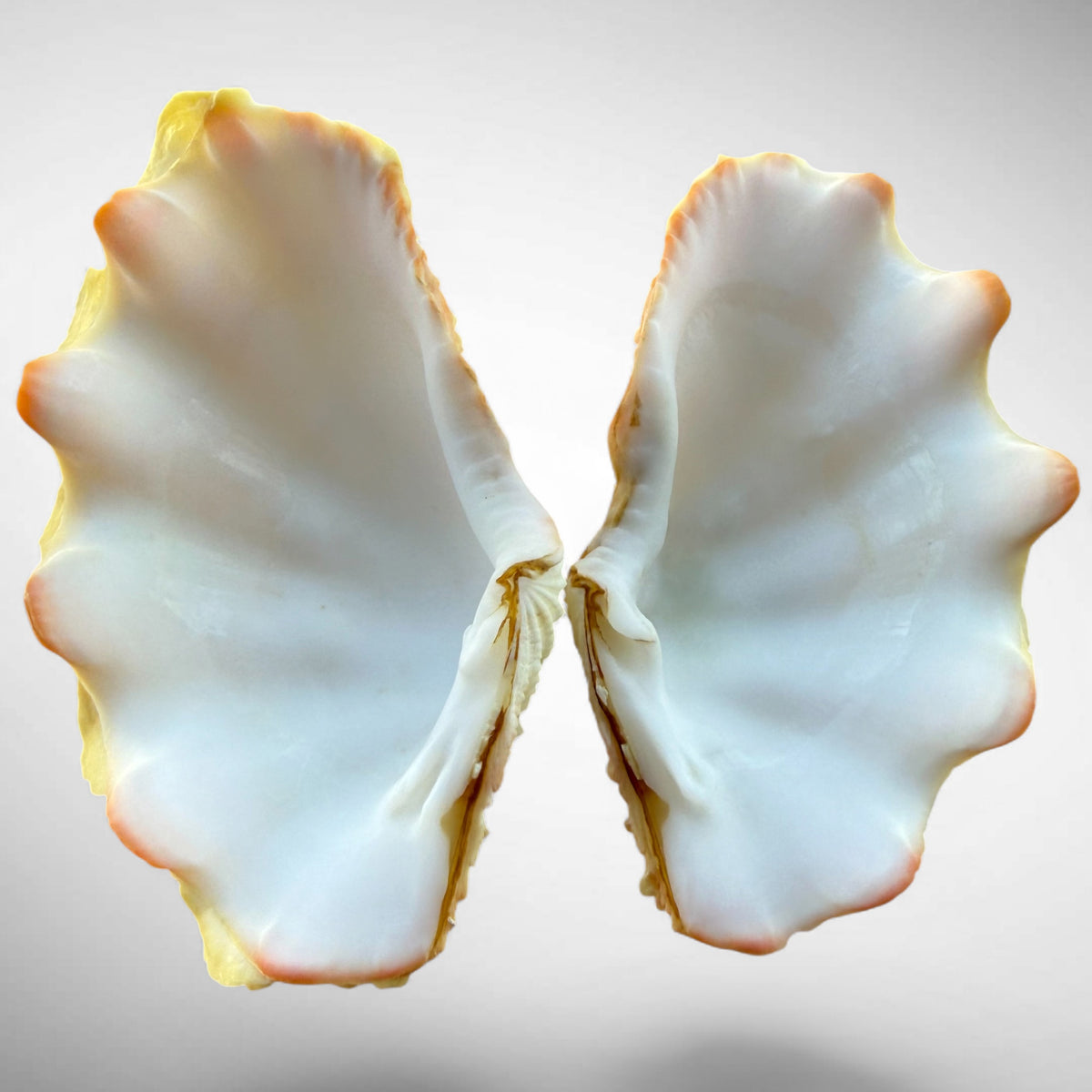 Ruffled Clam Shell Pair (Tridacna squamosa)