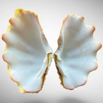 Ruffled Clam Shell Pair (Tridacna squamosa)