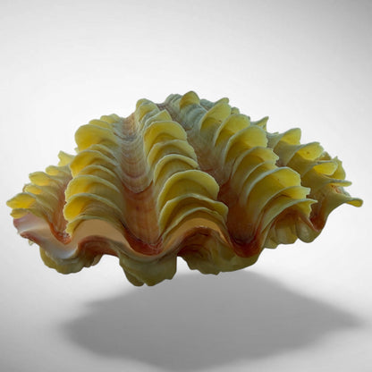 Ruffled Clam Shell Pair (Tridacna squamosa)