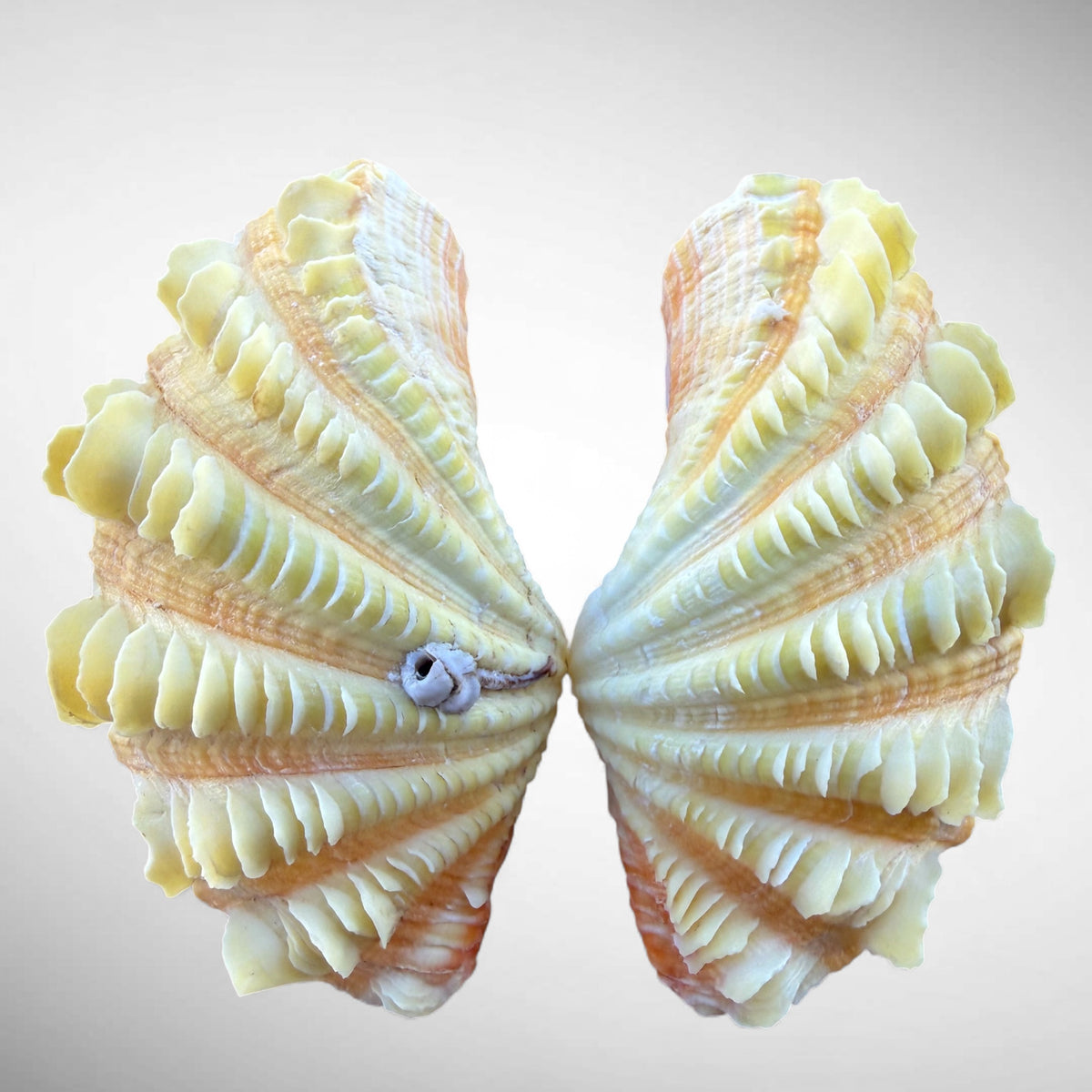 Ruffled Clam Shell Pair (Tridacna squamosa)