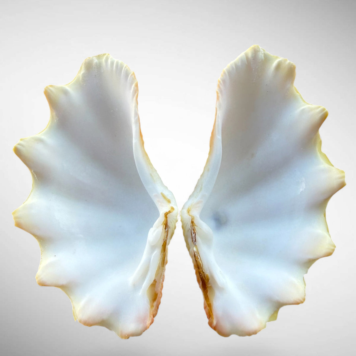Ruffled Clam Shell Pair (Tridacna squamosa)