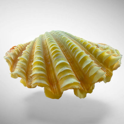 Ruffled Clam Shell Pair (Tridacna squamosa)