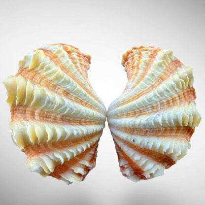 Ruffled Clam Shell Pair (Tridacna squamosa)