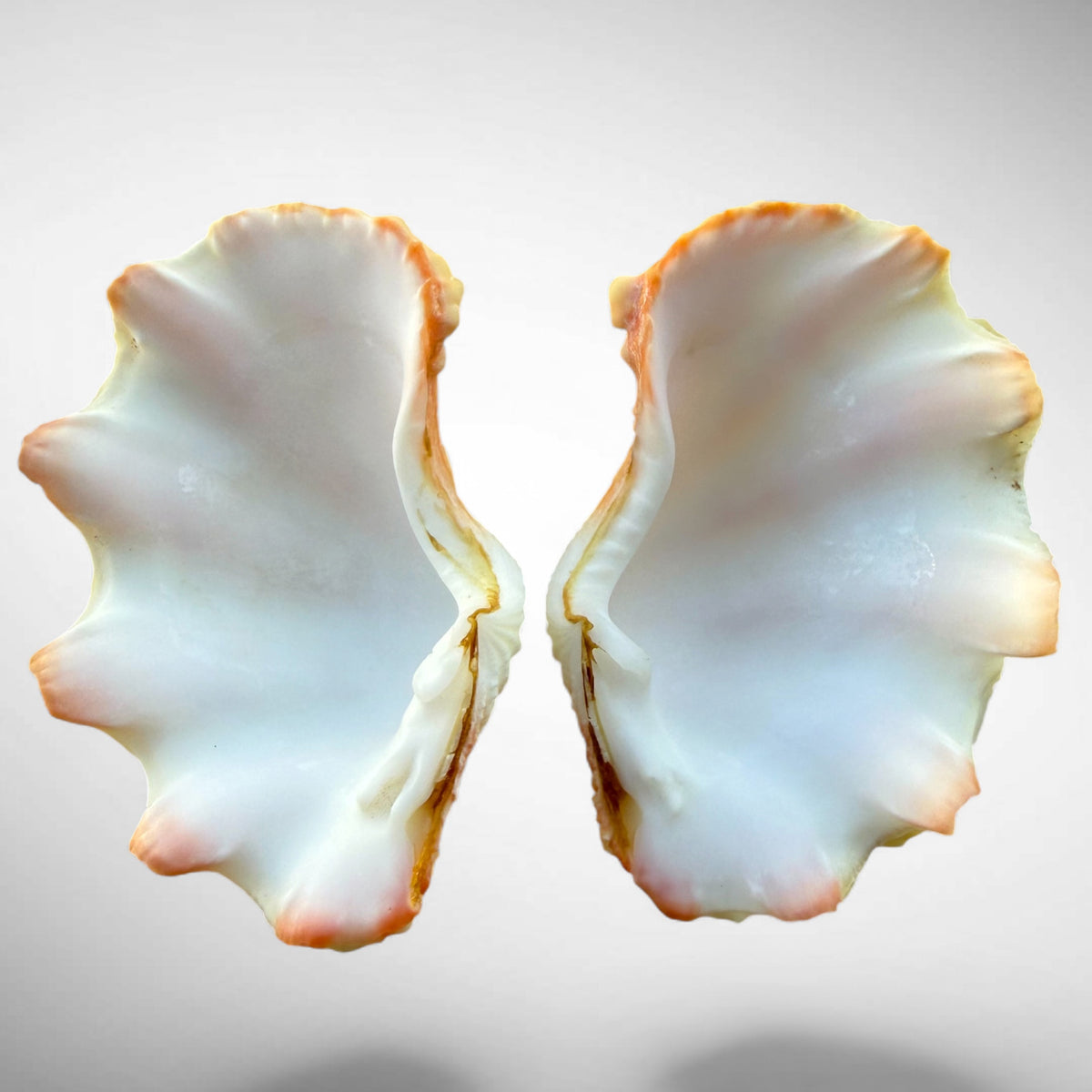 Ruffled Clam Shell Pair (Tridacna squamosa)