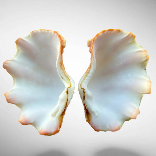 Ruffled Clam Shell Pair (Tridacna squamosa)