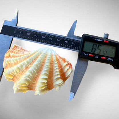 Ruffled Clam Shell Pair (Tridacna squamosa)
