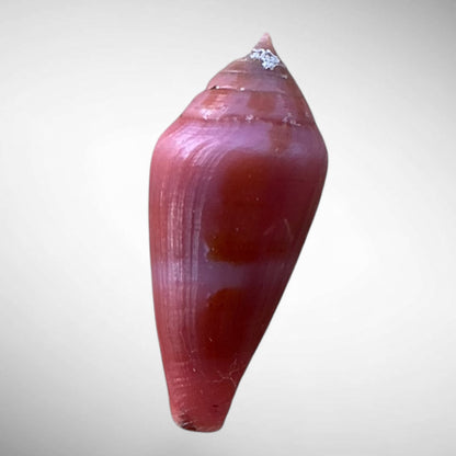 Violet Cone Shell (Conus viola)