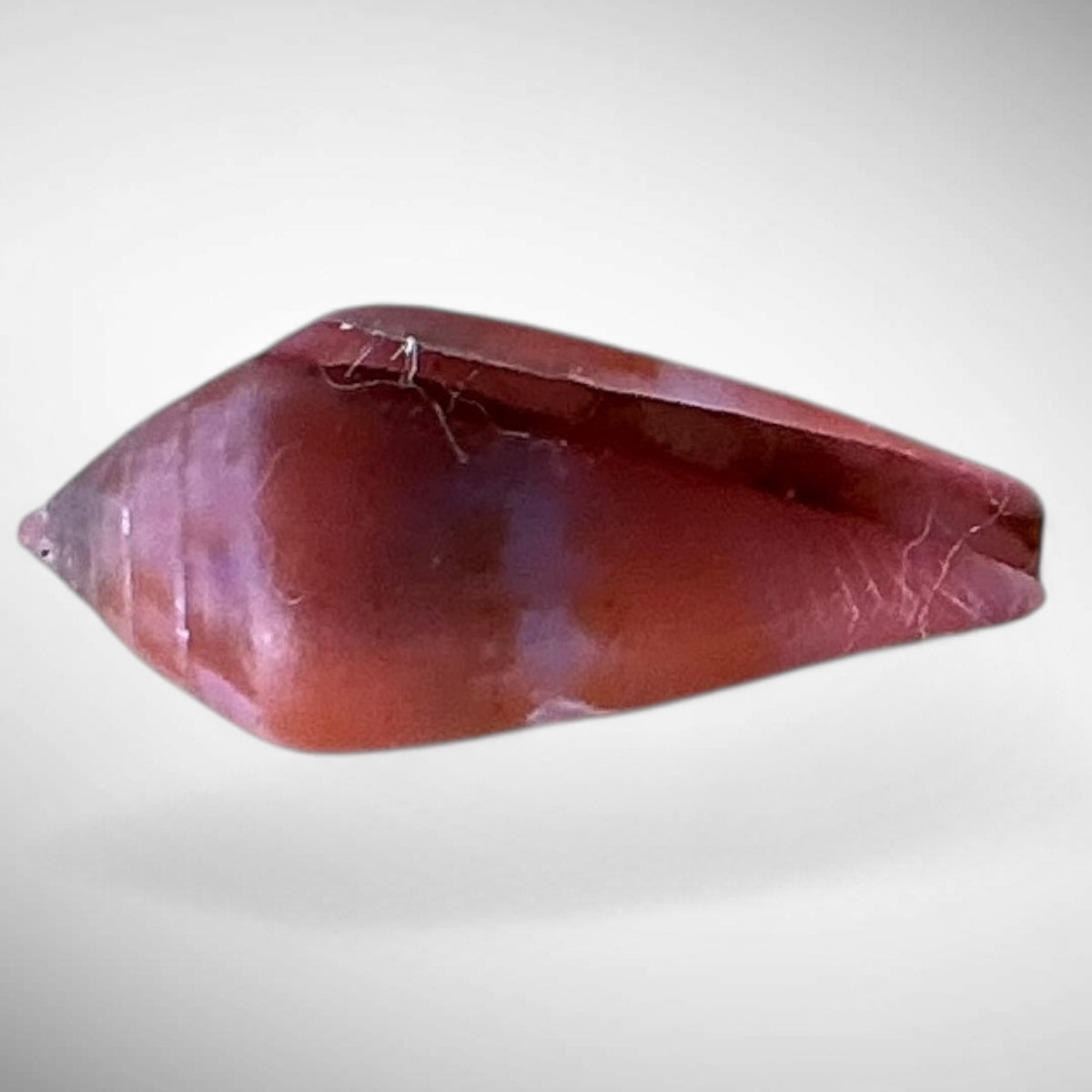 Violet Cone Shell (Conus viola)