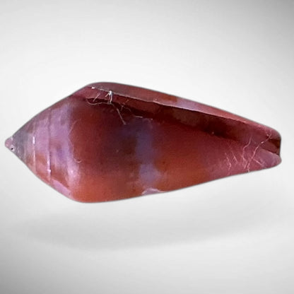 Violet Cone Shell (Conus viola)