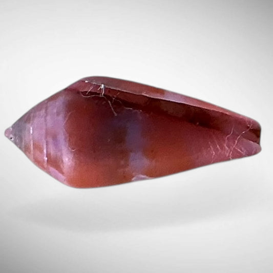 Violet Cone Shell (Conus viola)