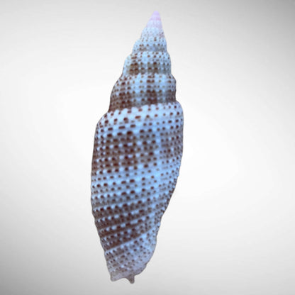 Thousand-Spotted Mitre Shell (Roseomitra millepunctata)
