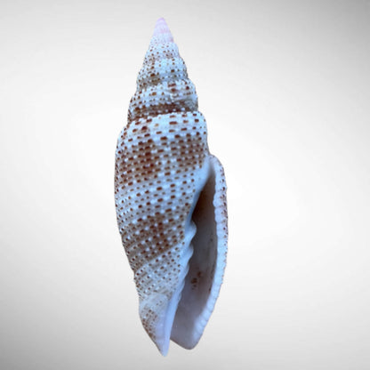 Thousand-Spotted Mitre Shell (Roseomitra millepunctata)