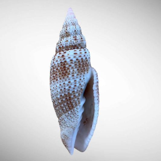 Thousand-Spotted Mitre Shell (Roseomitra millepunctata)