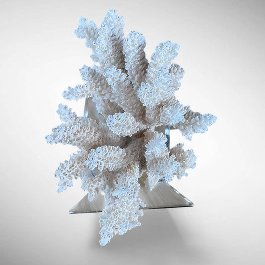 Vintage Natural Staghorn Coral on Clam Shell with Stand – 12cm