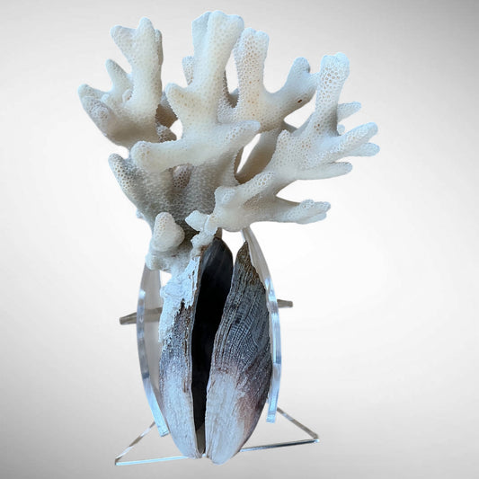 Vintage Natural White Coral on Bivalve Shell with Stand – 10.5cm