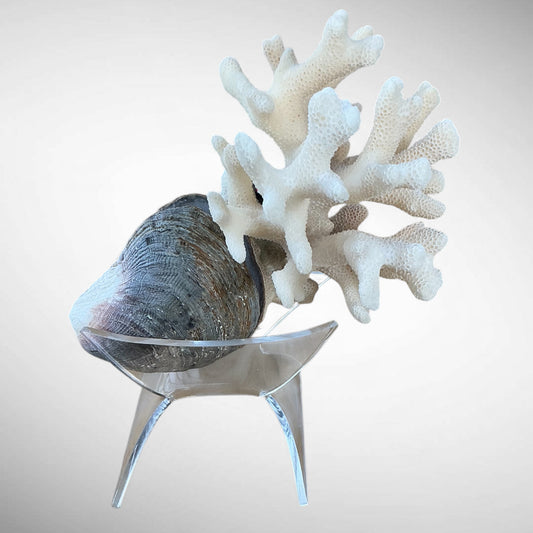 Vintage Natural White Coral on Bivalve Shell with Stand – 10.5cm
