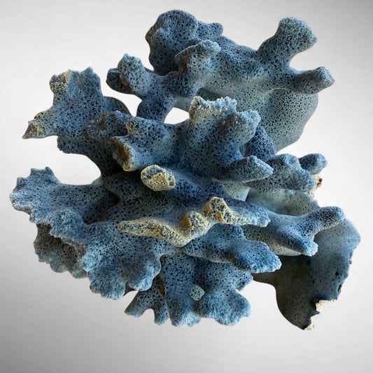 Blue Ridge Coral #1