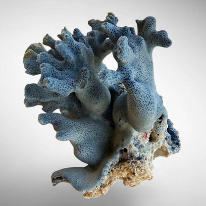 Blue Ridge Coral #1