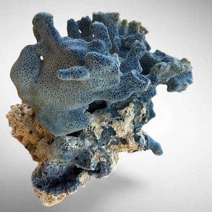 Blue Ridge Coral #1
