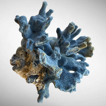 Blue Ridge Coral #1